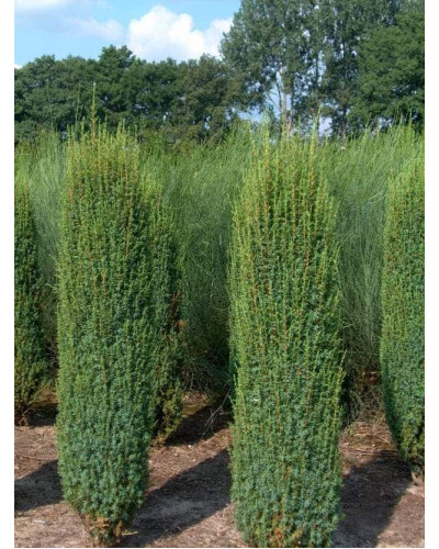 Ялівець звичайний Хіберніка | Juniperus communis Hibernica | Можжевельник обыкновенный Хиберника
