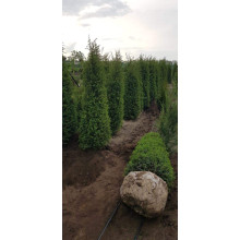 Ялівець звичайний Хіберніка | Juniperus communis Hibernica | Можжевельник обыкновенный Хиберника