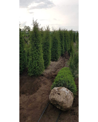 Ялівець звичайний Хіберніка | Juniperus communis Hibernica | Можжевельник обыкновенный Хиберника