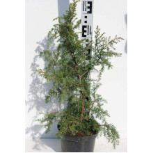 Ялівець звичайний Хіберніка | Juniperus communis Hibernica | Можжевельник обыкновенный Хиберника