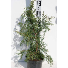 Ялівець звичайний Хіберніка | Juniperus communis Hibernica | Можжевельник обыкновенный Хиберника