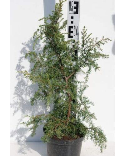 Ялівець звичайний Хіберніка | Juniperus communis Hibernica | Можжевельник обыкновенный Хиберника