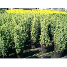 Ялівець звичайний Хіберніка | Juniperus communis Hibernica | Можжевельник обыкновенный Хиберника