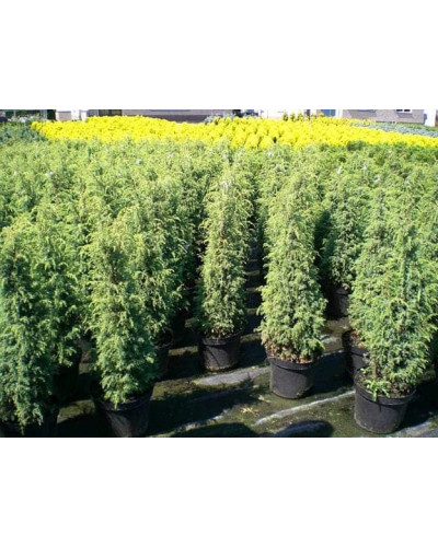Ялівець звичайний Хіберніка | Juniperus communis Hibernica | Можжевельник обыкновенный Хиберника