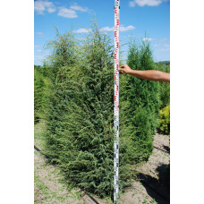 Ялівець звичайний Хіберніка | Juniperus communis Hibernica | Можжевельник обыкновенный Хиберника