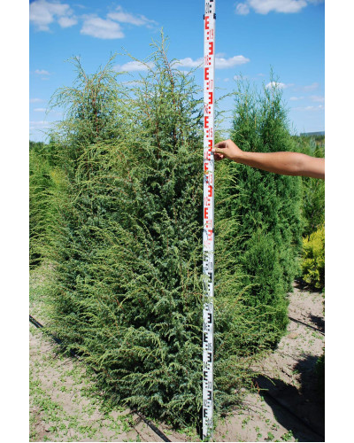 Ялівець звичайний Хіберніка | Juniperus communis Hibernica | Можжевельник обыкновенный Хиберника
