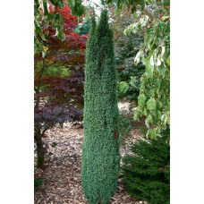 Ялівець звичайний Суецика | Juniperus communis Suecica | Можжевельник обыкновенный Суэцика