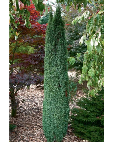 Ялівець звичайний Суецика | Juniperus communis Suecica | Можжевельник обыкновенный Суэцика