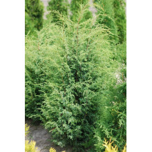 Ялівець звичайний Суецика | Juniperus communis Suecica | Можжевельник обыкновенный Суэцика