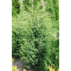 Ялівець звичайний Суецика | Juniperus communis Suecica | Можжевельник обыкновенный Суэцика