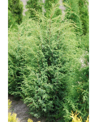 Ялівець звичайний Суецика | Juniperus communis Suecica | Можжевельник обыкновенный Суэцика