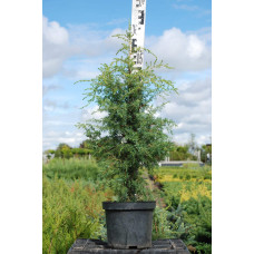 Ялівець звичайний Суецика | Juniperus communis Suecica | Можжевельник обыкновенный Суэцика