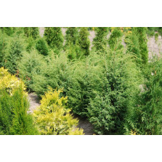 Ялівець звичайний Суецика | Juniperus communis Suecica | Можжевельник обыкновенный Суэцика