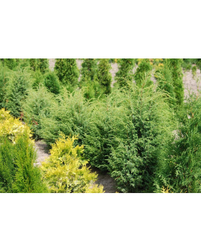 Ялівець звичайний Суецика | Juniperus communis Suecica | Можжевельник обыкновенный Суэцика