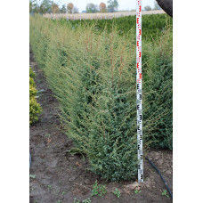 Ялівець звичайний Суецика | Juniperus communis Suecica | Можжевельник обыкновенный Суэцика