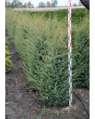 Ялівець звичайний Суецика | Juniperus communis Suecica | Можжевельник обыкновенный Суэцика