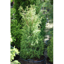 Ялівець звичайний Суецика | Juniperus communis Suecica | Можжевельник обыкновенный Суэцика