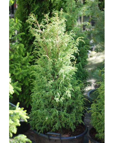 Ялівець звичайний Суецика | Juniperus communis Suecica | Можжевельник обыкновенный Суэцика