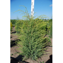Ялівець звичайний Суецика | Juniperus communis Suecica | Можжевельник обыкновенный Суэцика