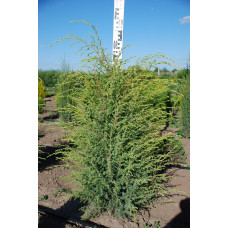Ялівець звичайний Суецика | Juniperus communis Suecica | Можжевельник обыкновенный Суэцика