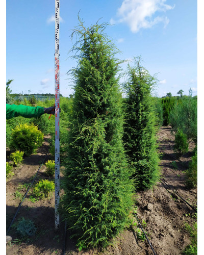 Ялівець звичайний Суецика | Juniperus communis Suecica | Можжевельник обыкновенный Суэцика
