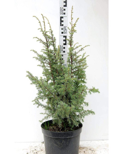 Ялівець звичайний Суецика | Juniperus communis Suecica | Можжевельник обыкновенный Суэцика