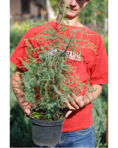 Ялівець звичайний Суецика | Juniperus communis Suecica | Можжевельник обыкновенный Суэцика