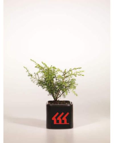 Ялівець звичайний Суецика | Juniperus communis Suecica | Можжевельник обыкновенный Суэцика