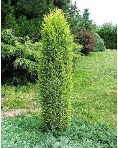 Ялівець звичайний Суецика | Juniperus communis Suecica | Можжевельник обыкновенный Суэцика