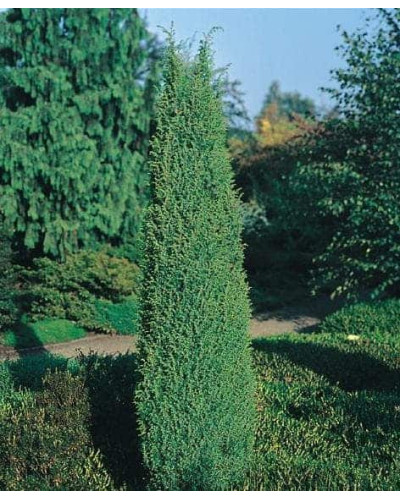 Ялівець звичайний Суецика | Juniperus communis Suecica | Можжевельник обыкновенный Суэцика
