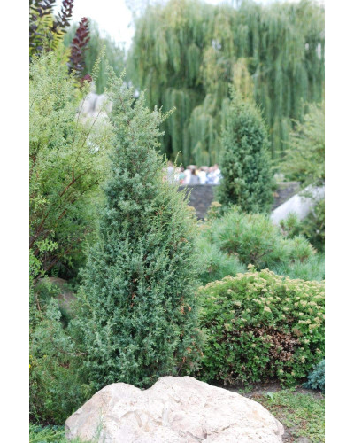 Ялівець звичайний Суецика | Juniperus communis Suecica | Можжевельник обыкновенный Суэцика