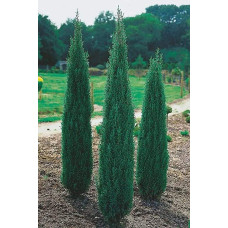 Ялівець звичайний Сентінел | Juniperus communis Sentinel | Можжевельник обыкновенный Сентинел