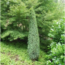 Ялівець звичайний Сентінел | Juniperus communis Sentinel | Можжевельник обыкновенный Сентинел