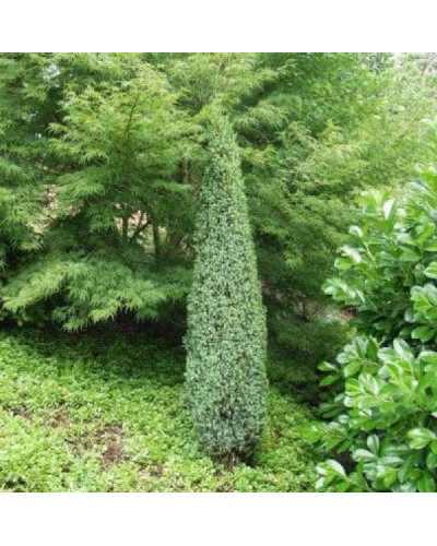Ялівець звичайний Сентінел | Juniperus communis Sentinel | Можжевельник обыкновенный Сентинел