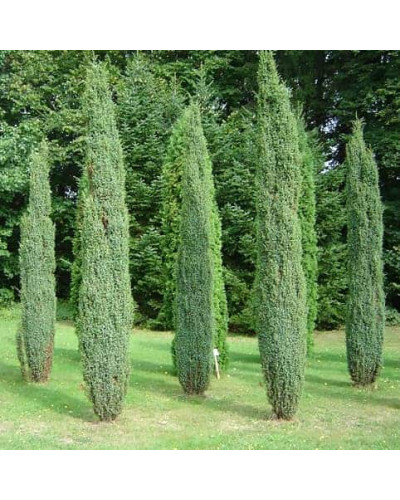 Ялівець звичайний Сентінел | Juniperus communis Sentinel | Можжевельник обыкновенный Сентинел