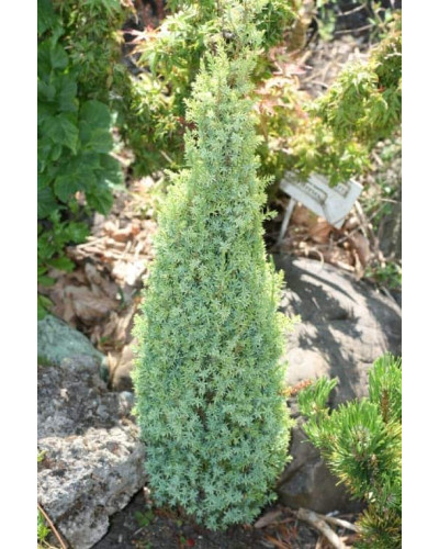 Ялівець звичайний Сентінел | Juniperus communis Sentinel | Можжевельник обыкновенный Сентинел