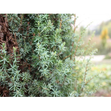 Ялівець звичайний Сентінел | Juniperus communis Sentinel | Можжевельник обыкновенный Сентинел
