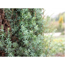 Ялівець звичайний Сентінел | Juniperus communis Sentinel | Можжевельник обыкновенный Сентинел