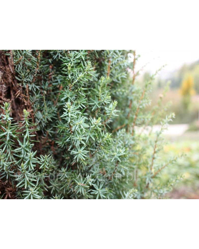 Ялівець звичайний Сентінел | Juniperus communis Sentinel | Можжевельник обыкновенный Сентинел