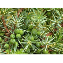 Ялівець звичайний Сентінел | Juniperus communis Sentinel | Можжевельник обыкновенный Сентинел