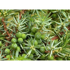 Ялівець звичайний Сентінел | Juniperus communis Sentinel | Можжевельник обыкновенный Сентинел