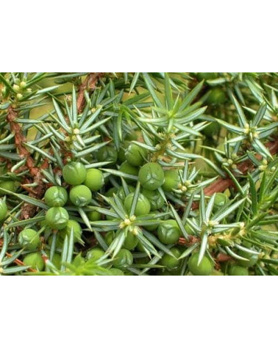 Ялівець звичайний Сентінел | Juniperus communis Sentinel | Можжевельник обыкновенный Сентинел