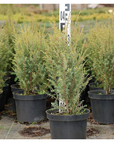 Ялівець звичайний Сентінел | Juniperus communis Sentinel | Можжевельник обыкновенный Сентинел