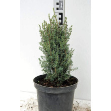 Ялівець звичайний Сентінел | Juniperus communis Sentinel | Можжевельник обыкновенный Сентинел