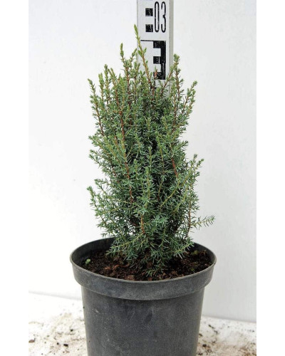 Ялівець звичайний Сентінел | Juniperus communis Sentinel | Можжевельник обыкновенный Сентинел