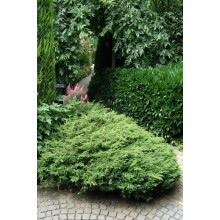 Ялівець звичайний Репанда | Juniperus communis Repanda | Можжевельник обыкновенный Репанда