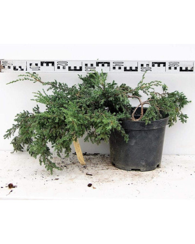 Ялівець звичайний Репанда | Juniperus communis Repanda | Можжевельник обыкновенный Репанда