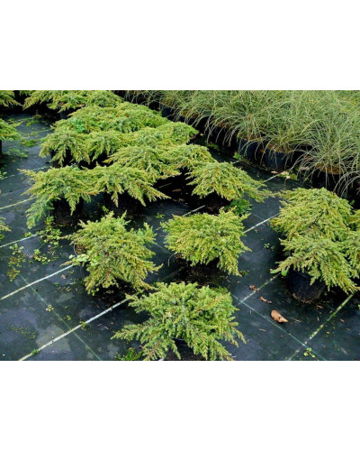 Ялівець звичайний Репанда | Juniperus communis Repanda | Можжевельник обыкновенный Репанда