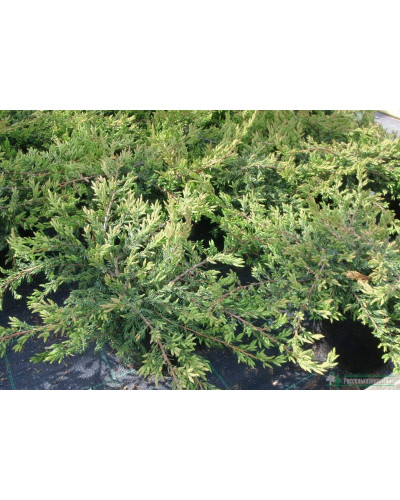 Ялівець звичайний Репанда | Juniperus communis Repanda | Можжевельник обыкновенный Репанда