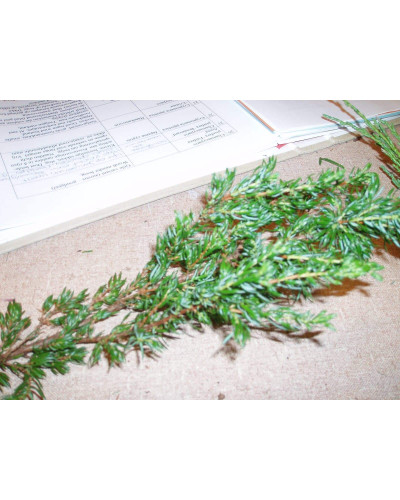 Ялівець звичайний Репанда | Juniperus communis Repanda | Можжевельник обыкновенный Репанда